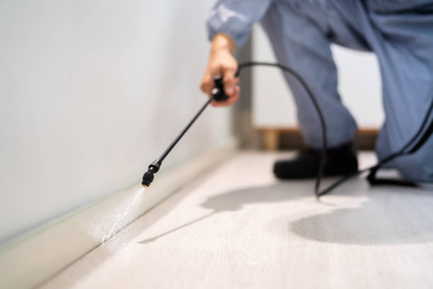 Licensed Wasp Removal service in Lake Shore, MN - Show Me Pest Control